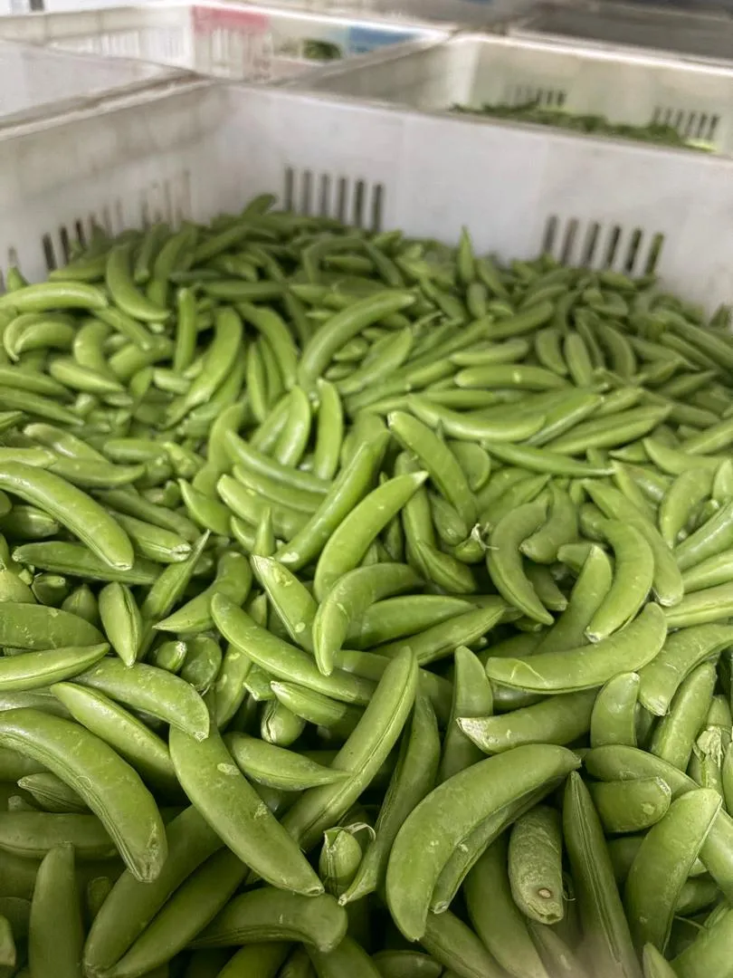 Green peas in containers.